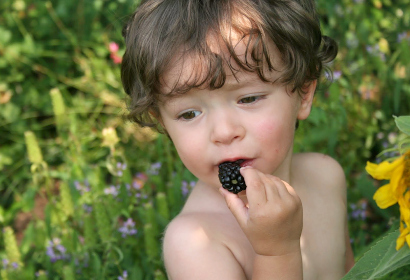 Мальчик кушает темно-фиолетовые ягоды
